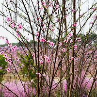 ������׷Ѱ��Ƭ��ɫ�Ļ�