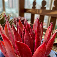 �����ַ괺��