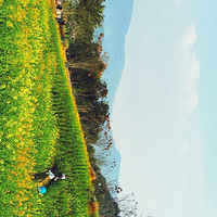 ��Ƭ�Ͳ˻����������Ҫȥ��Ұ����Լ�ᣡ