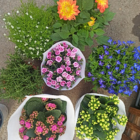 �����Ż�԰���˼����裬90��