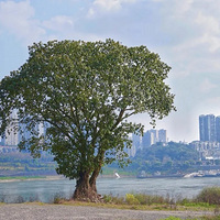 ��ɿڱ���·����������Щˣ�£��Ȱ���һ��