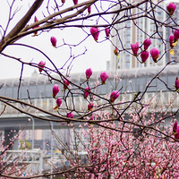 ��������źã������ǹ�԰�����ϻ��г�Ƭ������÷�ͺ�������