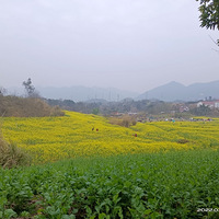 ԭ����ʢ������ô��һƬ�Ͳ˻�