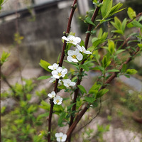 С�滨԰�Ĵ�֮�仯���ܸ��¡����֡���