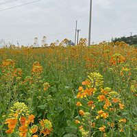 ��������Ͳ˻�����