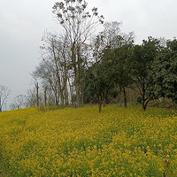 ��������ƺɽ�������羰�����ͻ��δ�