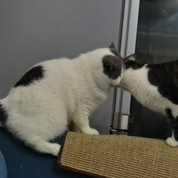 �����Ҽҷ�è