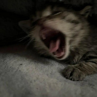 ·�ϼ��С�껨̫�ɰ��ˣ�����ı���������