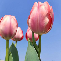 ��Ӵ�����������������ǳ��ɹ������껹Ҫ��