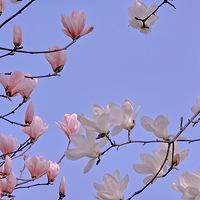 ����Ĵ��죬���������Ķ�����