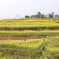 һ�����ڣ��а�һ��ɽͷ���Ͳ˻�