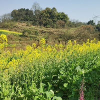 ���Ρ����Ұ���