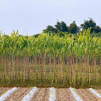 �����аӵ������Եı��صأ�