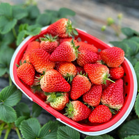 ͷժĲݮ԰3Ԫ/ε԰㣡