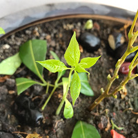 ��ҿ��������Ƿ���ɶ����ѽ��