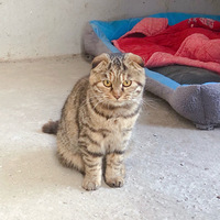 ����С�۶�è������