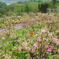 �����ñ�������է��