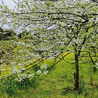 �뽭�����滨ɽ���滨��ʼ����