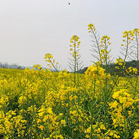 ������������Ͳ˻���������