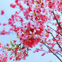 ժ���������۶�����ɽ��Ұ