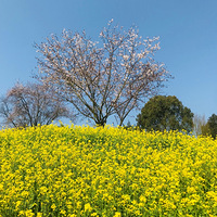 ������ƽɽ�һ�