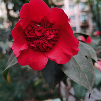 �軨���š���