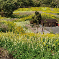 ż��һƬ�Ͳ˻����Ƶķ۵İ׵ĺͳȻ�