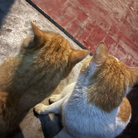 ����è����