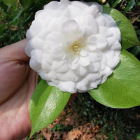 �����ÿ��Ĳ���ӣ���������ζ�ͬ��ɽ�軨