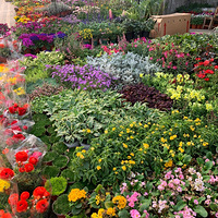 �����Ի�