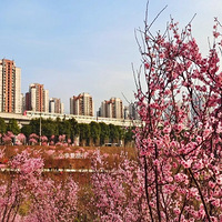 ���ŵĿ�ׯ�����ٴλ���������Ϊ���л�������