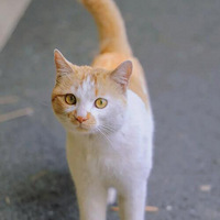 һ��������һ�߳����ܹ�����С�٣���ĺ����ձ�Ŷ