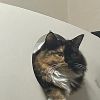 �����ҿ����Ҽҵ�������Сè��