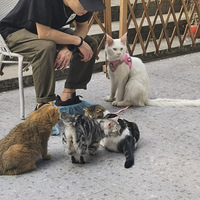 ���ⷢ��������Ĵ��ֵĶ���Ԫ����Ȼ�в�֮��ӡ�������Ǻ�Ӱ���