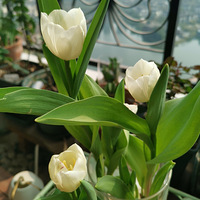 ��̨�ڶ���