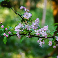 ʢ������ӣ-��