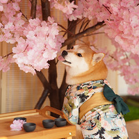 ӣ���µ�С���С�ƹ���Ҳ��д�漯��