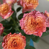 ������õ���֧plus��ɫƽͷ��÷