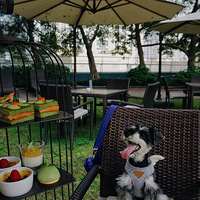 �����ҵ��ȳ�ȥ������裬ë���ӳ����ģ���԰��ƺ�ʹ������Ӵ��