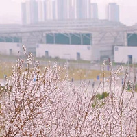 ���촺��̤���ͻ�һ��Ҫȥ����ط�������