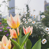 ����¶̨��¼�ڶ���