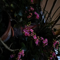 Χ���ϵĴ���ӳ��ٻ���ʼ