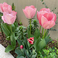 �ҵĻ�����������Ĳ˲�