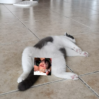 ������ô�ȣ�ֻ��͵�ש����