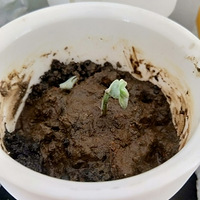 ���Ƽ��õĶ��⣬��ѿ��С�����������ֵ����Ͳ�ݮ~