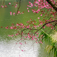 ���һ�ʢ���ļ�����ʪ�ع�԰