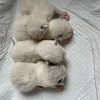 С��ż�ǿ�쳤��ѽ��