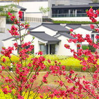 �ٴΡ���Ȧ������Ĵ��죡��ɫ�Ͳ˻��������ڴ���