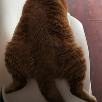 ���Ӹ�Ц�ճ�