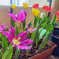 ��һ����ֲ������ɹ�����